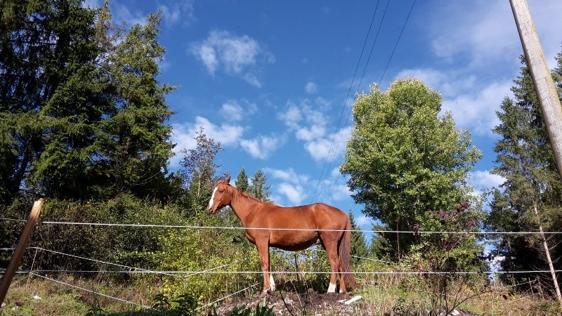 Horse-Watching